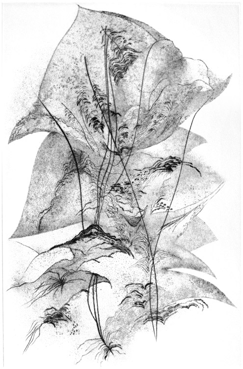 Come una piuma, 2012 - puntasecca, mm. 500x325