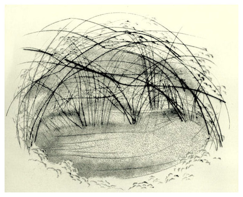 Nido, 1988 - puntasecca, mm.180x220